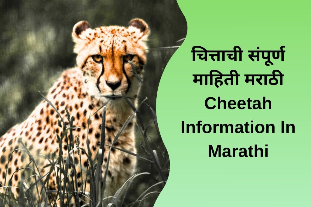 Cheetah Information In Marathi