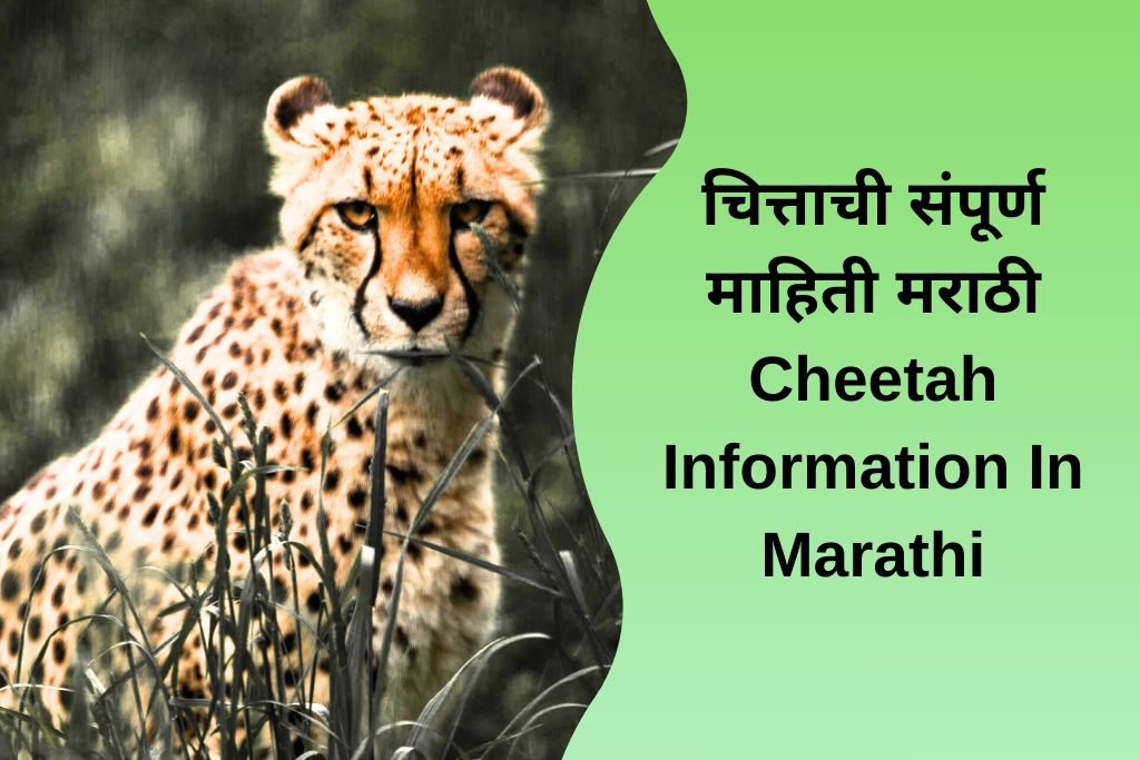  Cheetah Information In Marathi