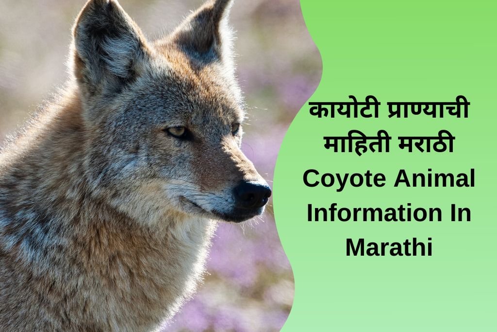 Coyote Animal Information In Marathi