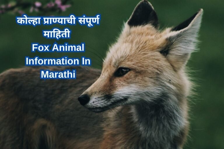 fox-animal-information-in-marathi