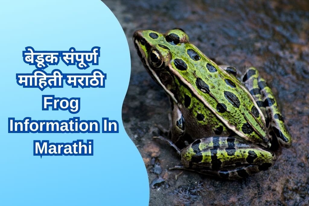 Frog Information In Marathi