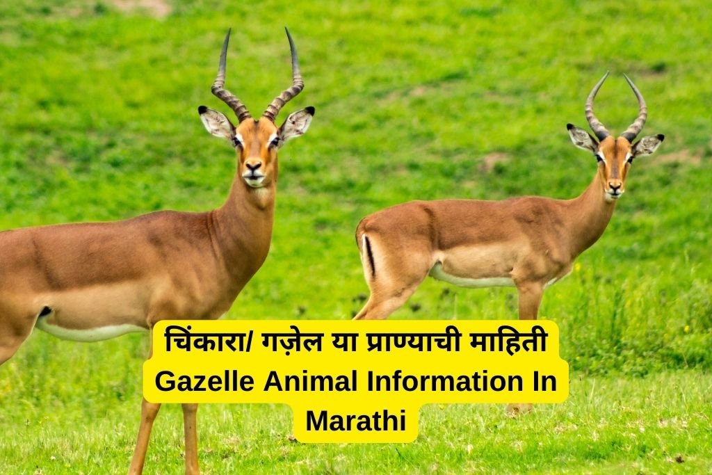 Gazelle Animal Information In Marathi