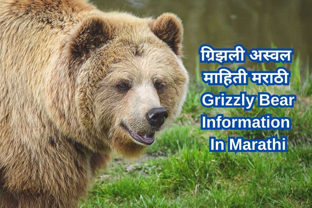 Grizzly Bear Information In Marathi