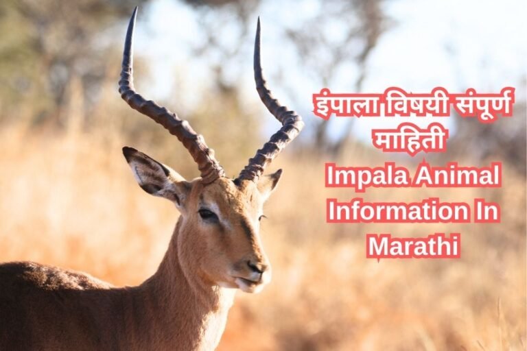 इंपाला विषयी संपूर्ण माहिती Impala Animal Information In Marathi