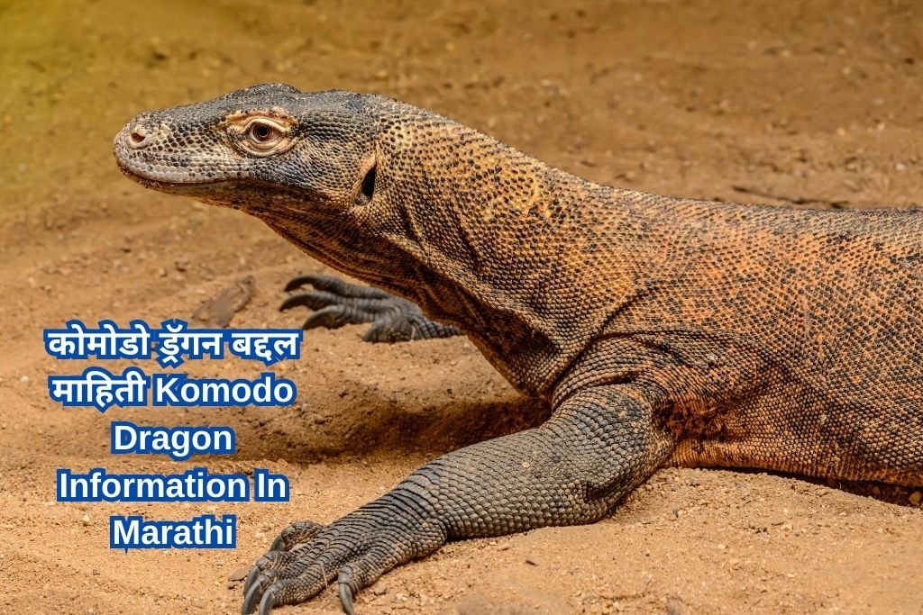 Komodo Dragon Information In Marathi