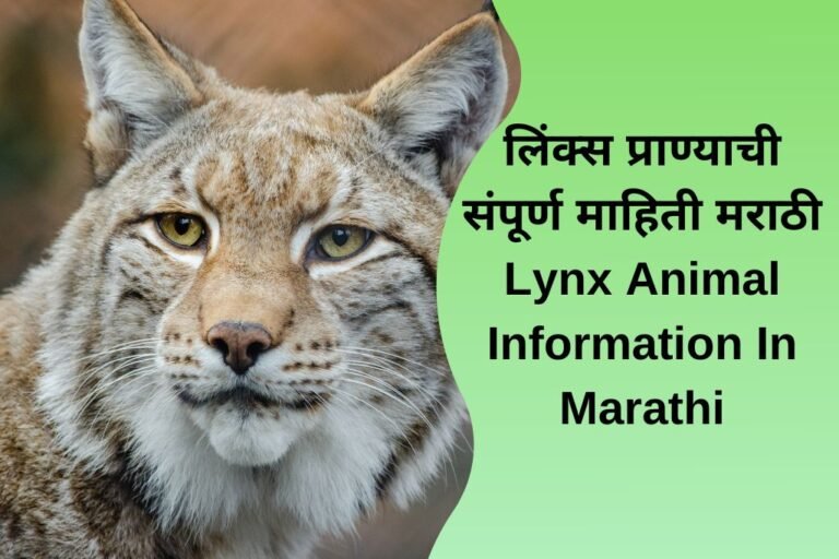 लिंक्स प्राण्याची संपूर्ण माहिती मराठी Lynx Animal Information In Marathi