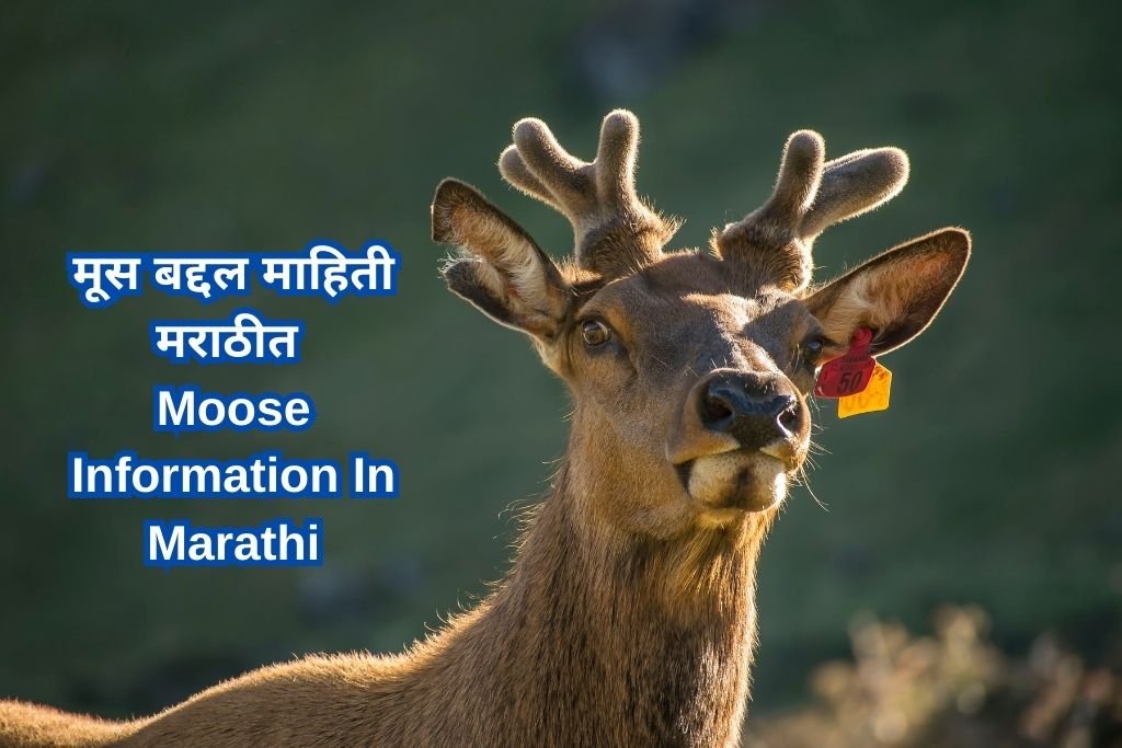 Moose Information In Marathi