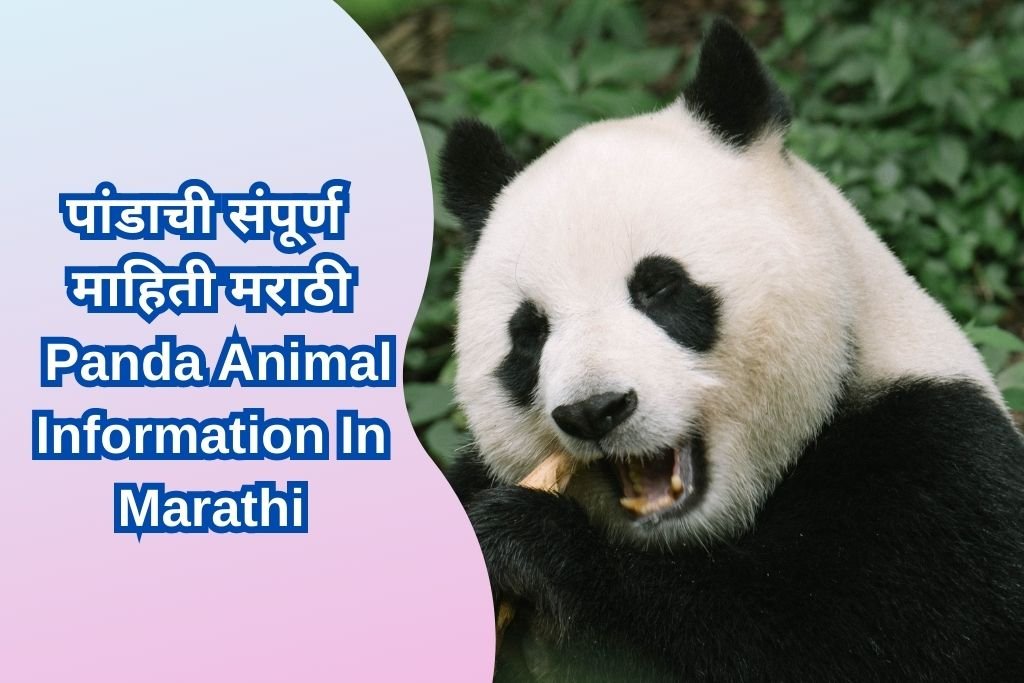 Panda Animal Information In Marathi