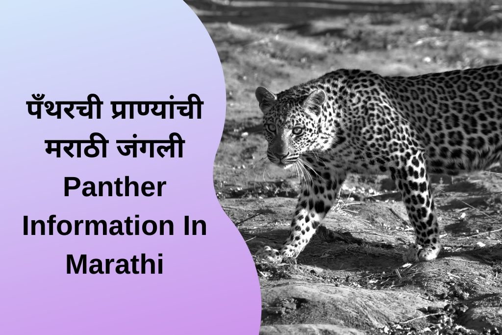 Panther Information In Marathi