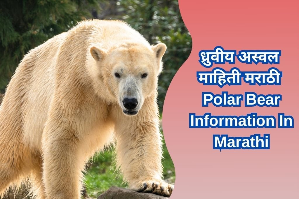 Polar Bear Information In Marathi