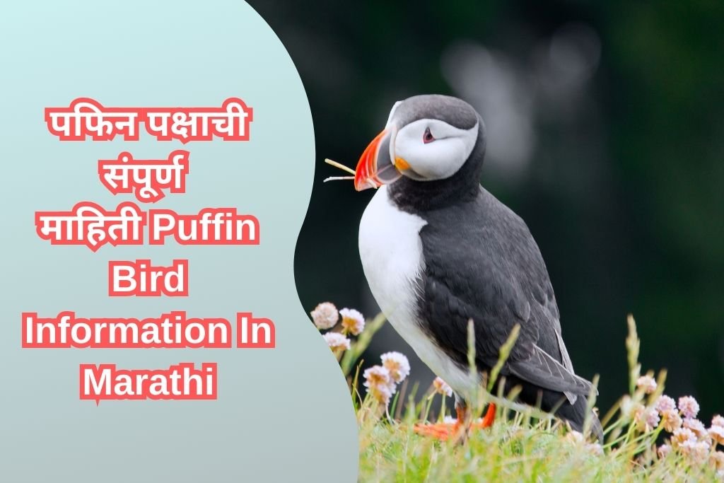 Puffin Bird Information In Marathi