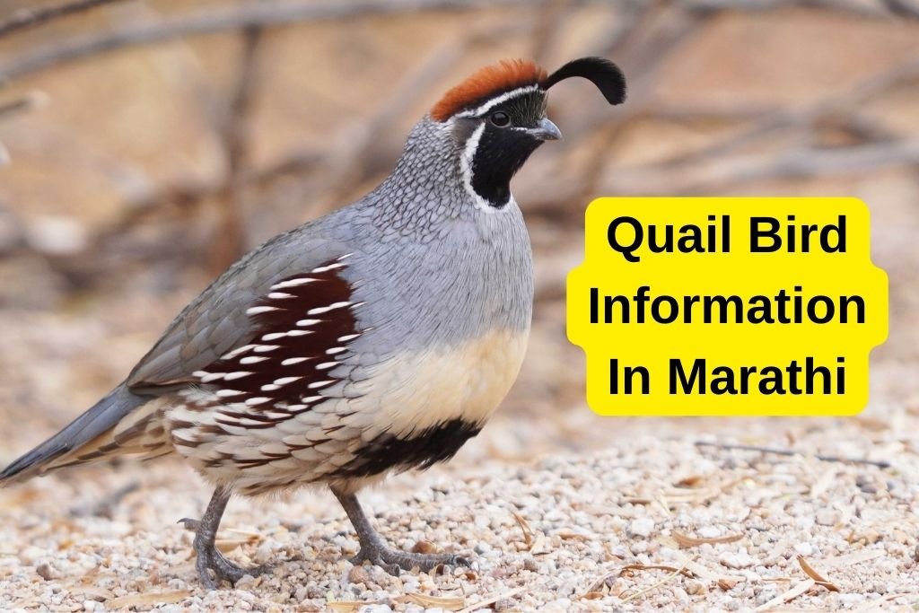 Quail Bird Information In Marathi