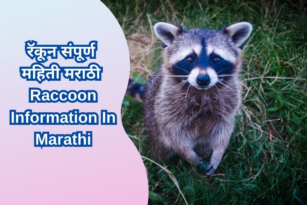 Raccoon Information In Marathi