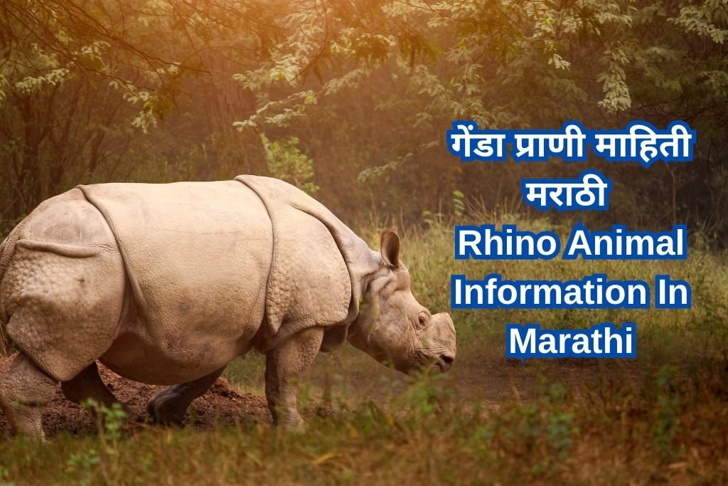 Rhino Animal Information In Marathi
