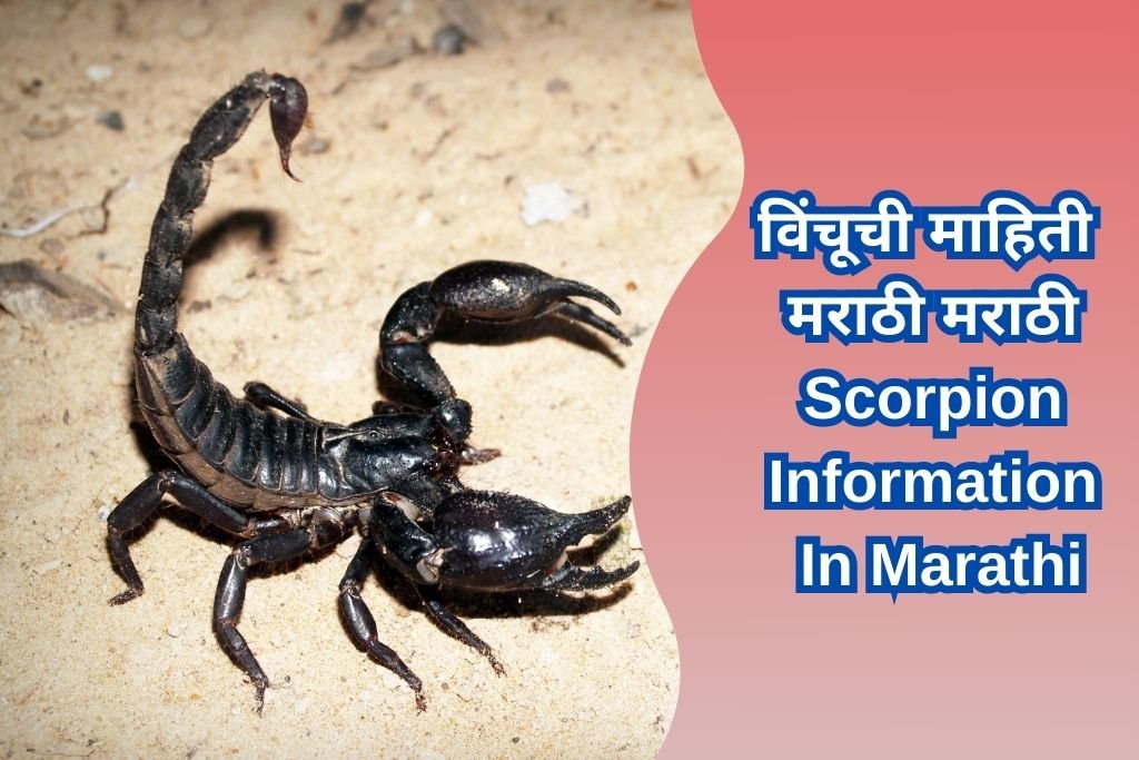 Scorpion Information In Marathi