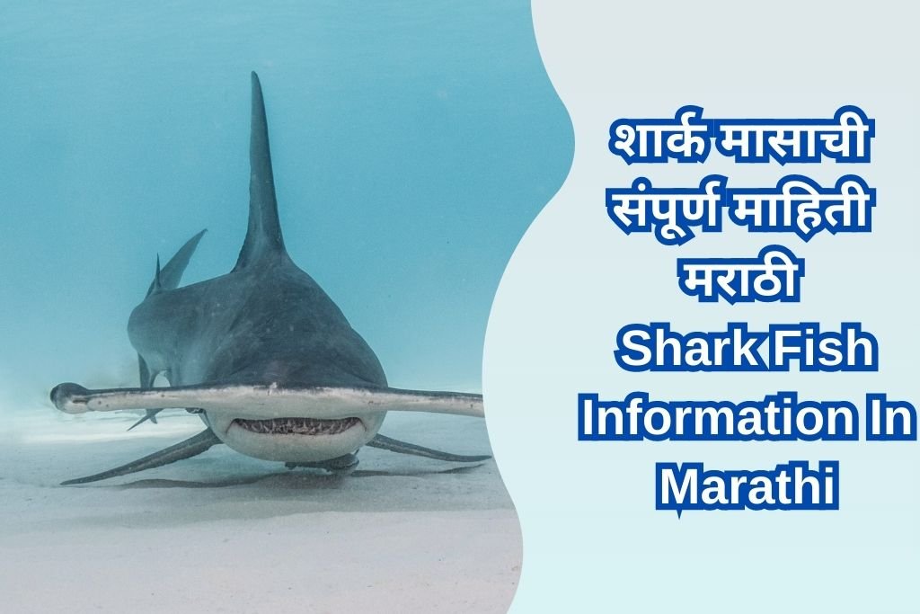 Shark Fish Information In Marathi