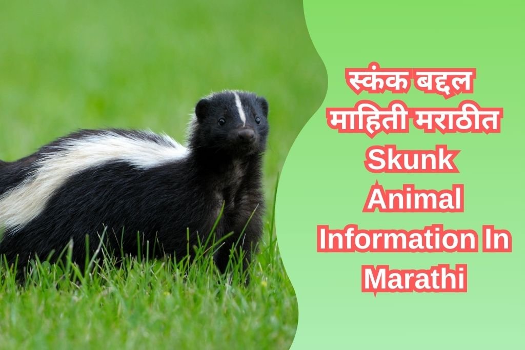 Skunk Animal Information In Marathi