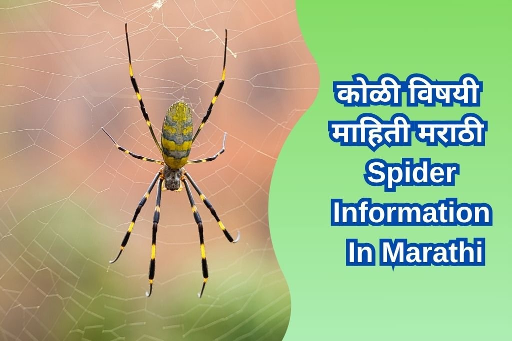 Spider Information In Marathi