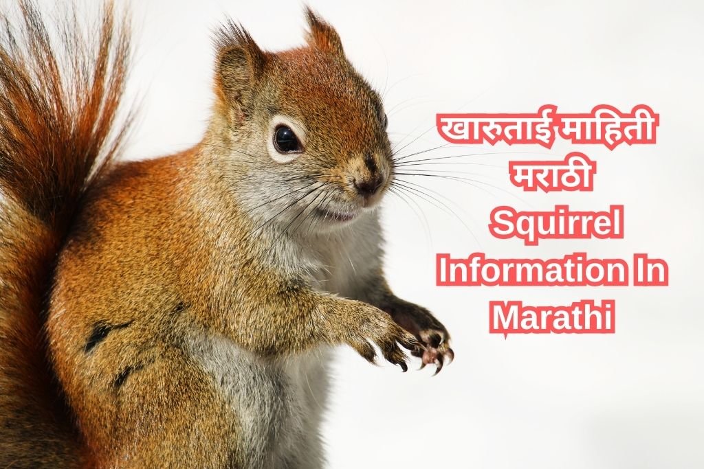Squirrel Information In Marathi