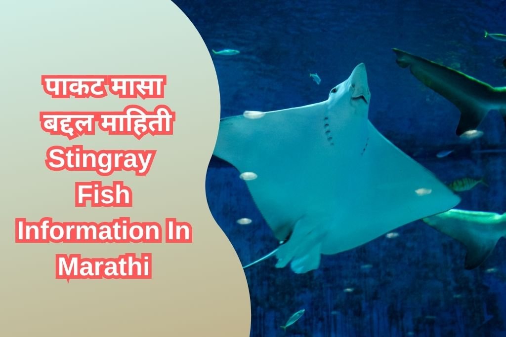 Stingray Fish Information In Marathi