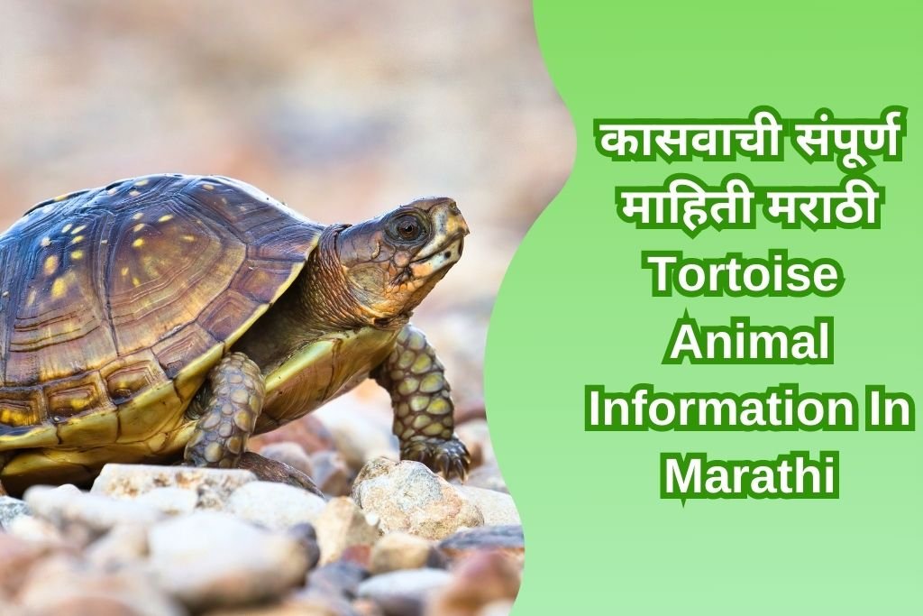 Tortoise Animal Information In Marathi
