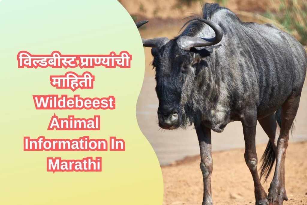 Wildebeest Animal Information In Marathi