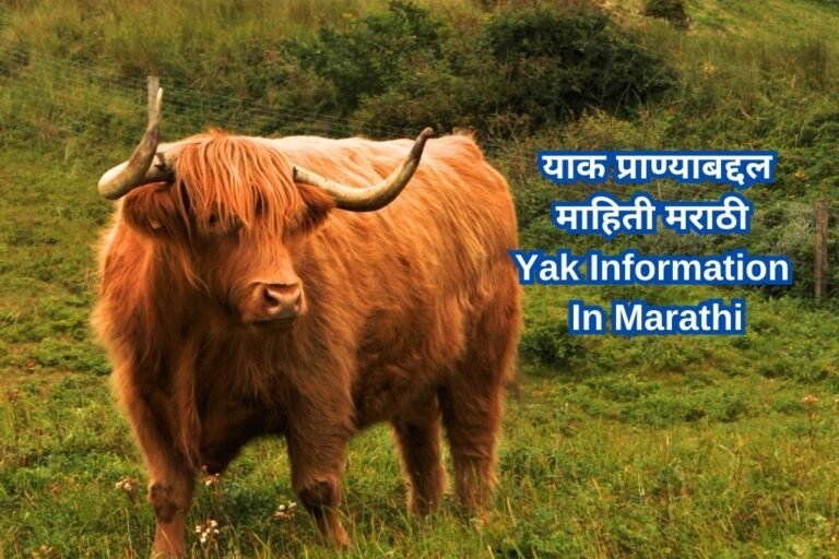 याक प्राण्याबद्दल माहिती मराठी Yak Information In Marathi
