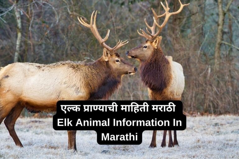 एल्क प्राण्याची माहिती मराठी Elk Animal Information In Marathi