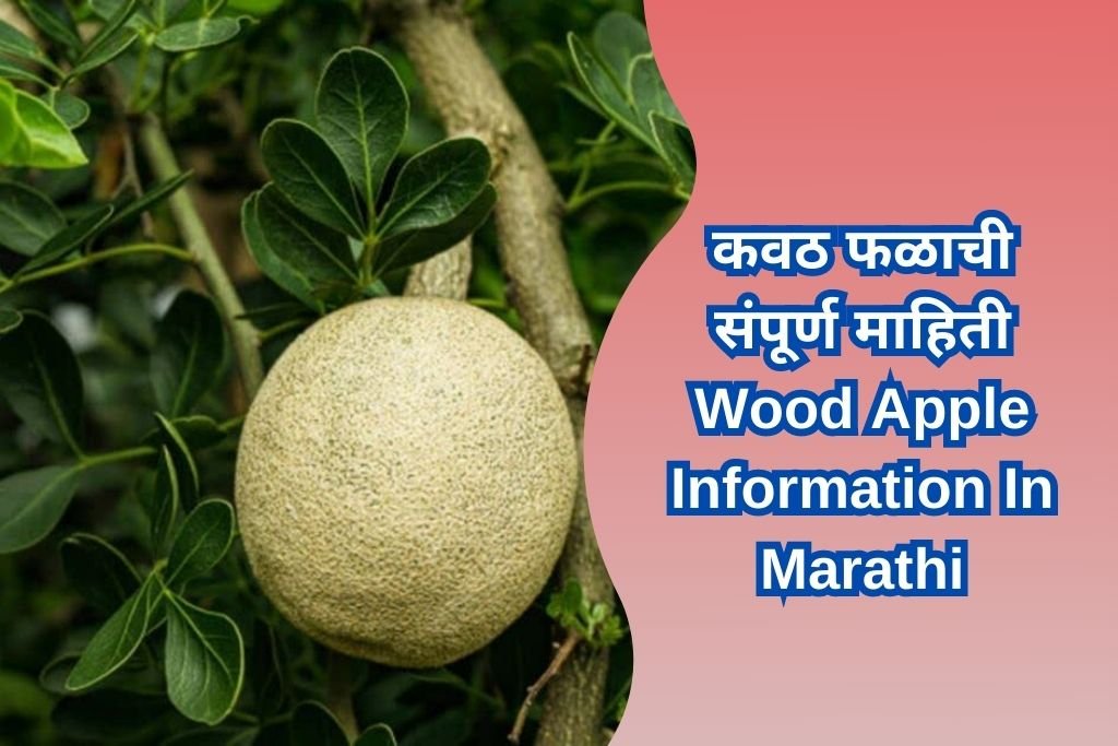 Wood Apple Information In Marathi