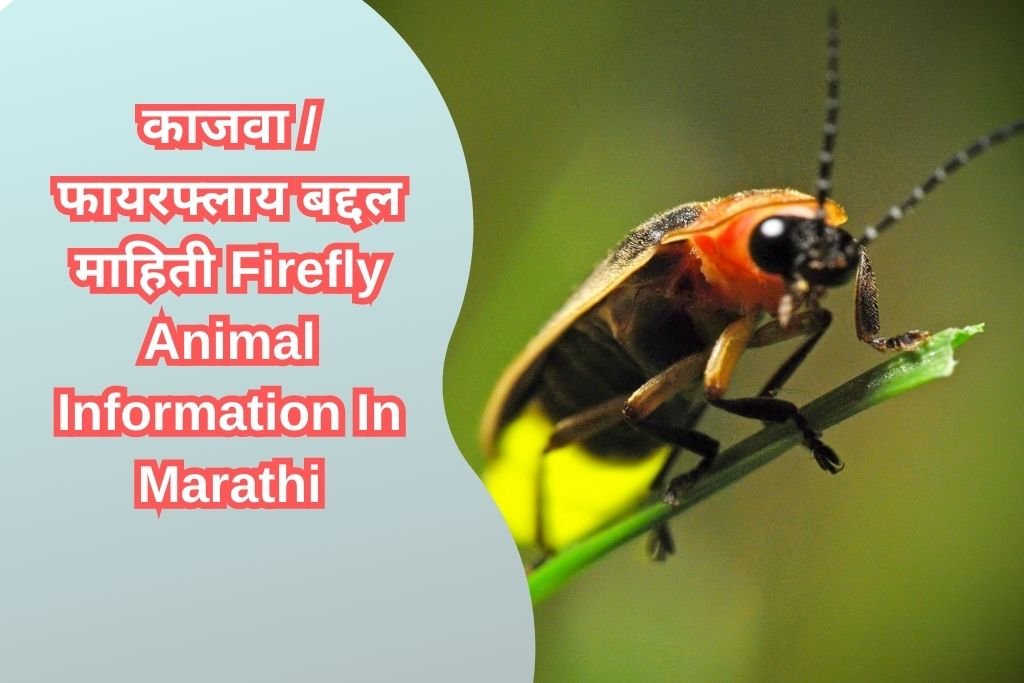 Firefly Animal Information In Marathi
