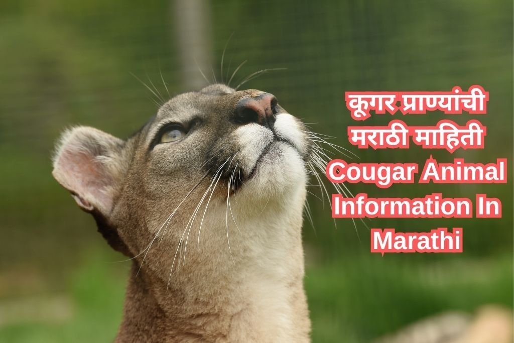 Cougar Animal Information In Marathi