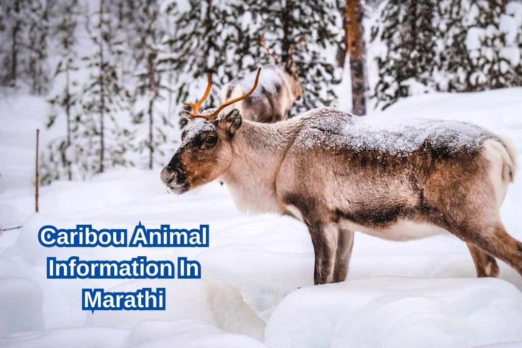 Caribou Animal Information In Marathi