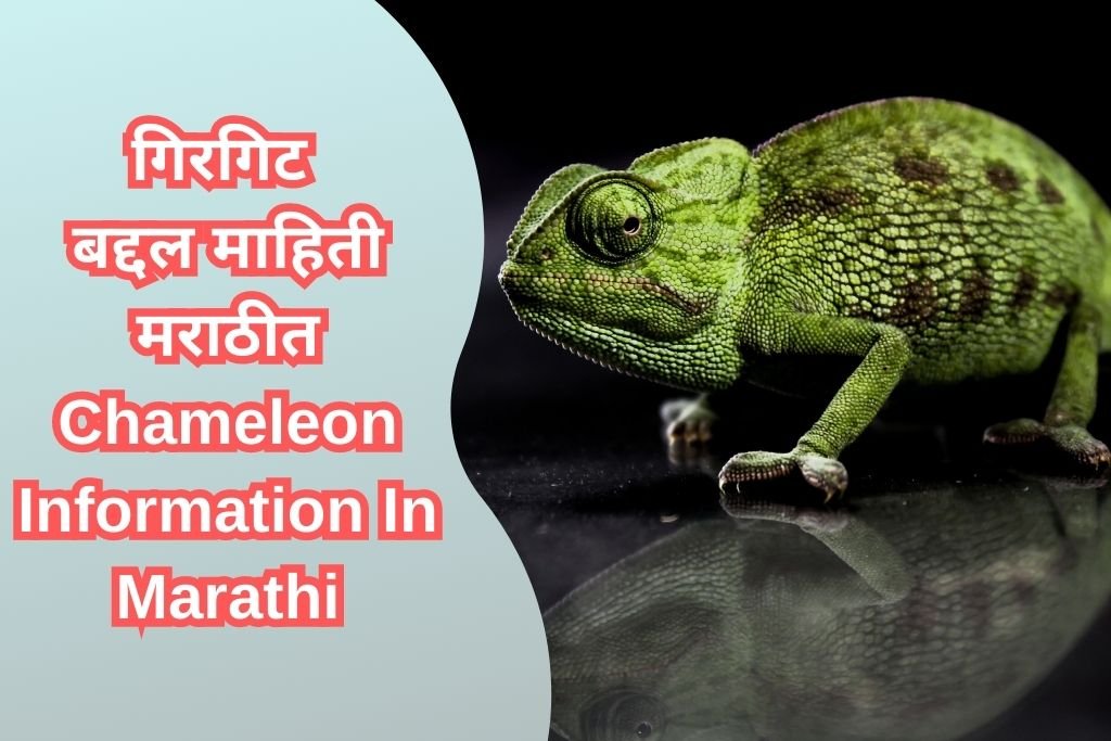Chameleon Information In Marathi