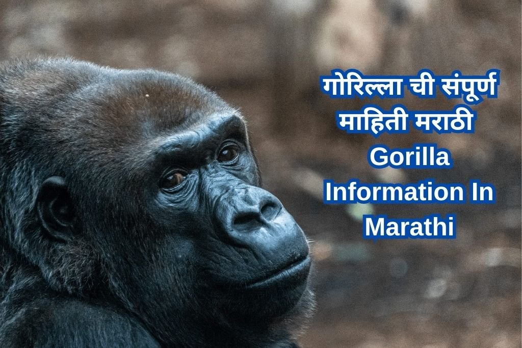 Gorilla Information In Marathi