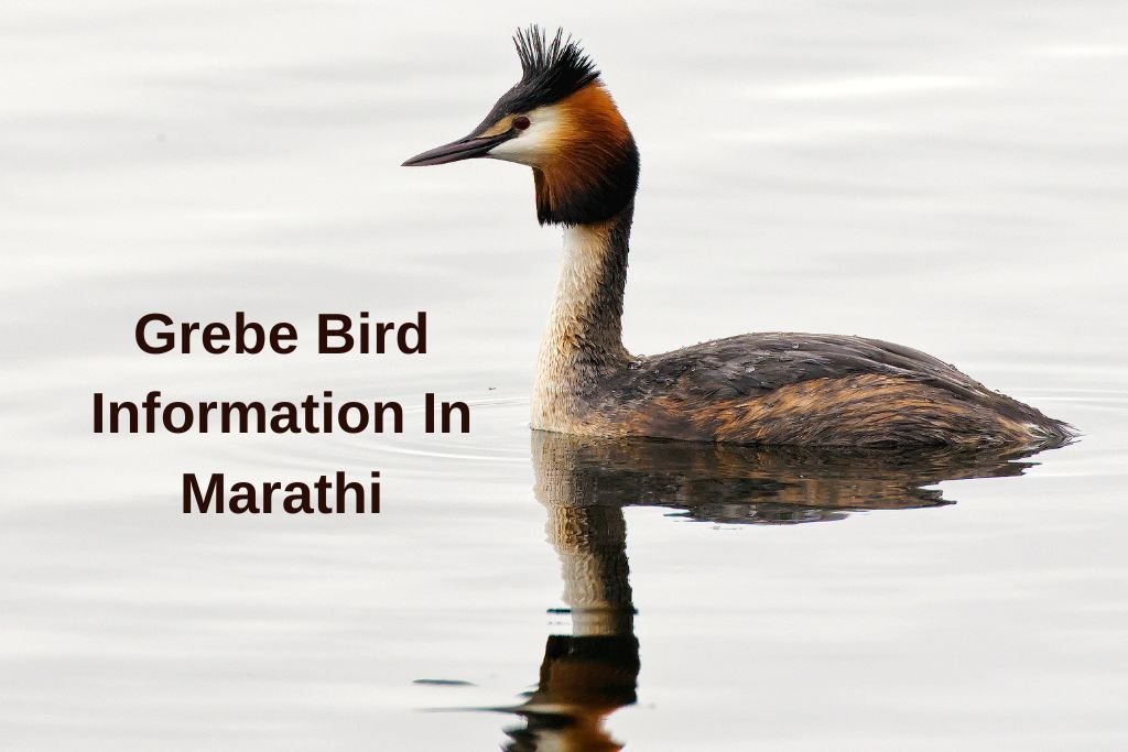 Grebe Bird Information In Marathi