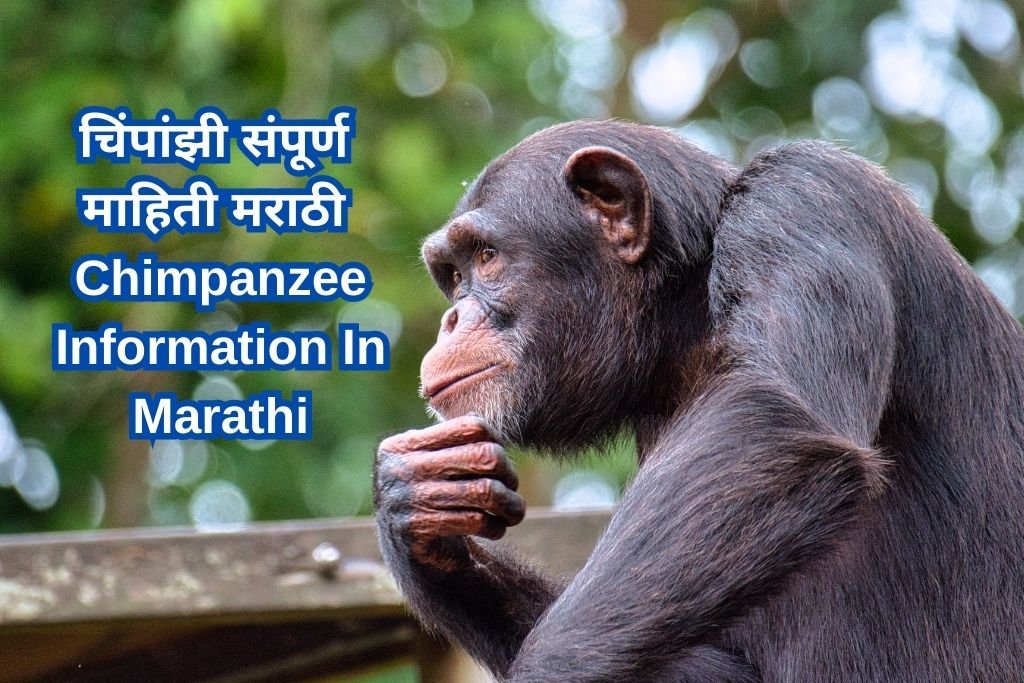 Chimpanzee Information In Marathi