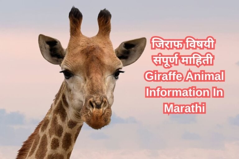 जिराफ विषयी संपूर्ण माहिती Giraffe Animal Information In Marathi