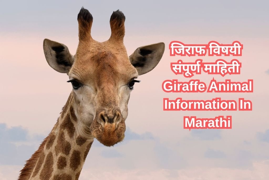 Giraffe Animal Information In Marathi