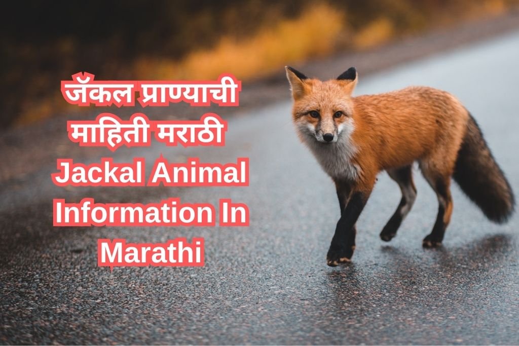 Jackal Animal Information In Marathi