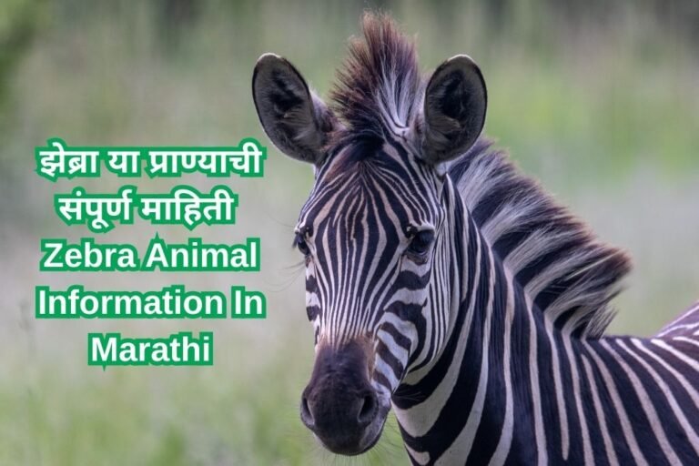 झेब्रा या प्राण्याची संपूर्ण माहिती Zebra Animal Information In Marathi