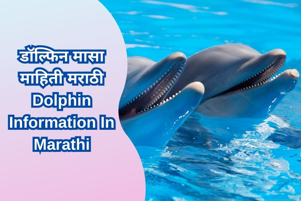 Dolphin Information In Marathi