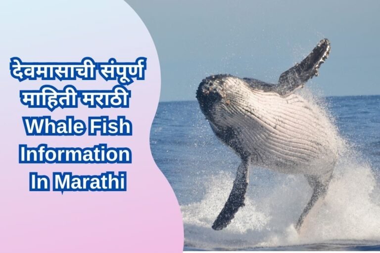 whale-fish-information-in-marathi