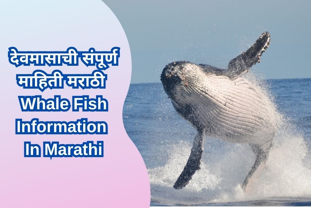 Whale Fish Information In Marathi