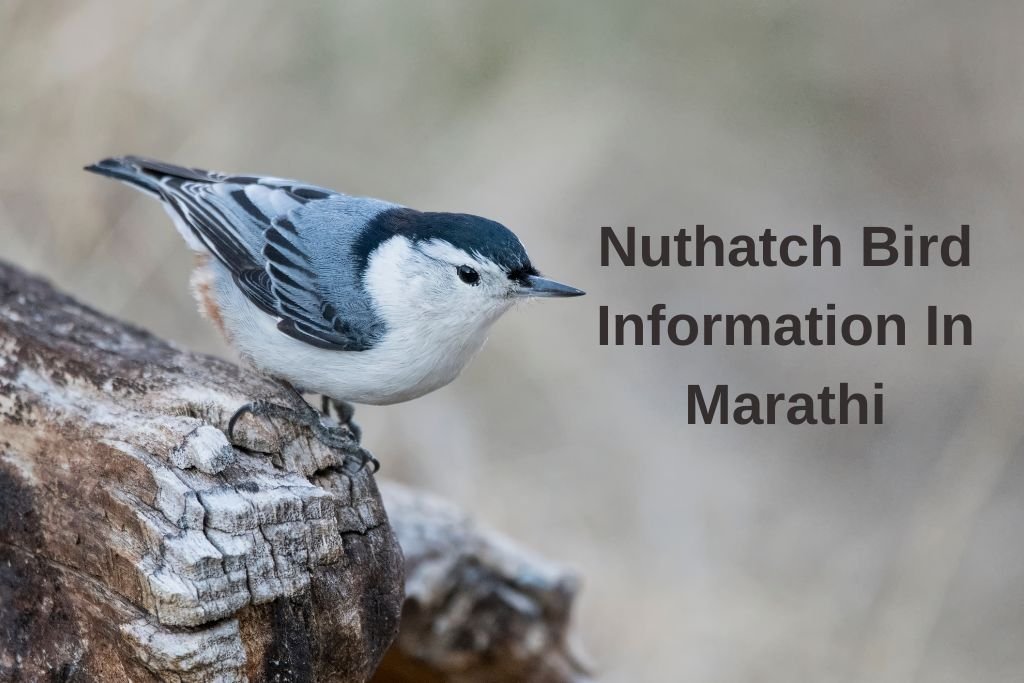 Nuthatch Bird Information In Marathi