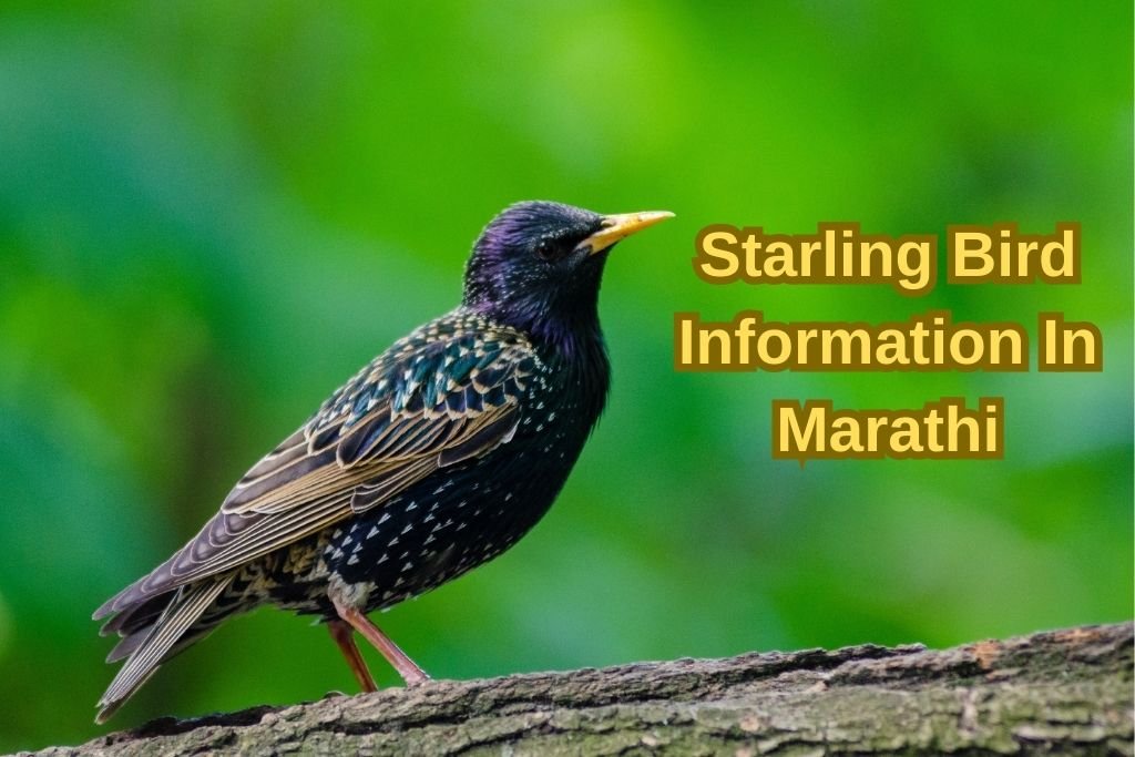 Starling Bird Information In Marathi