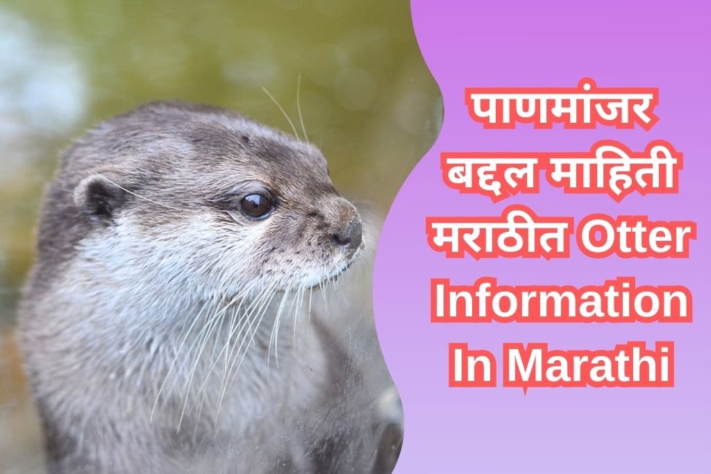 Otter Information In Marathi