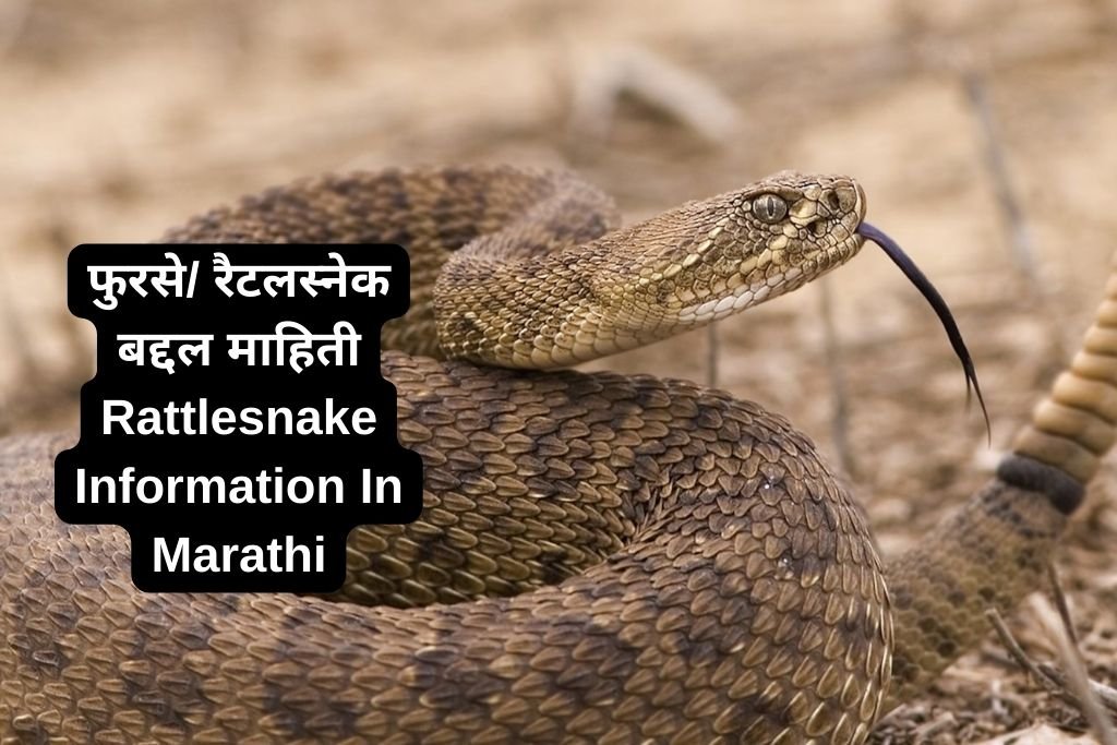 Rattlesnake Information In Marathi