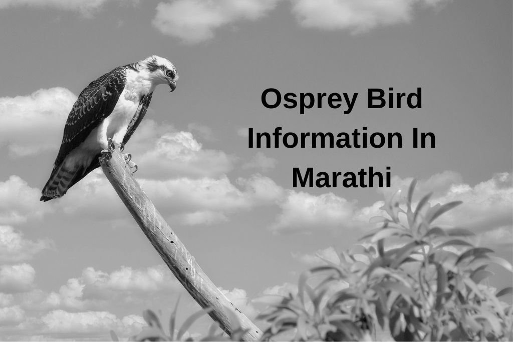Osprey Bird Information In Marathi