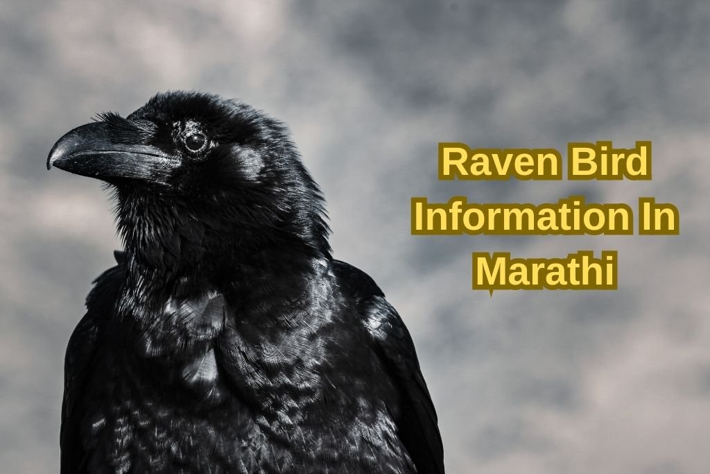 Raven Bird Information In Marathi