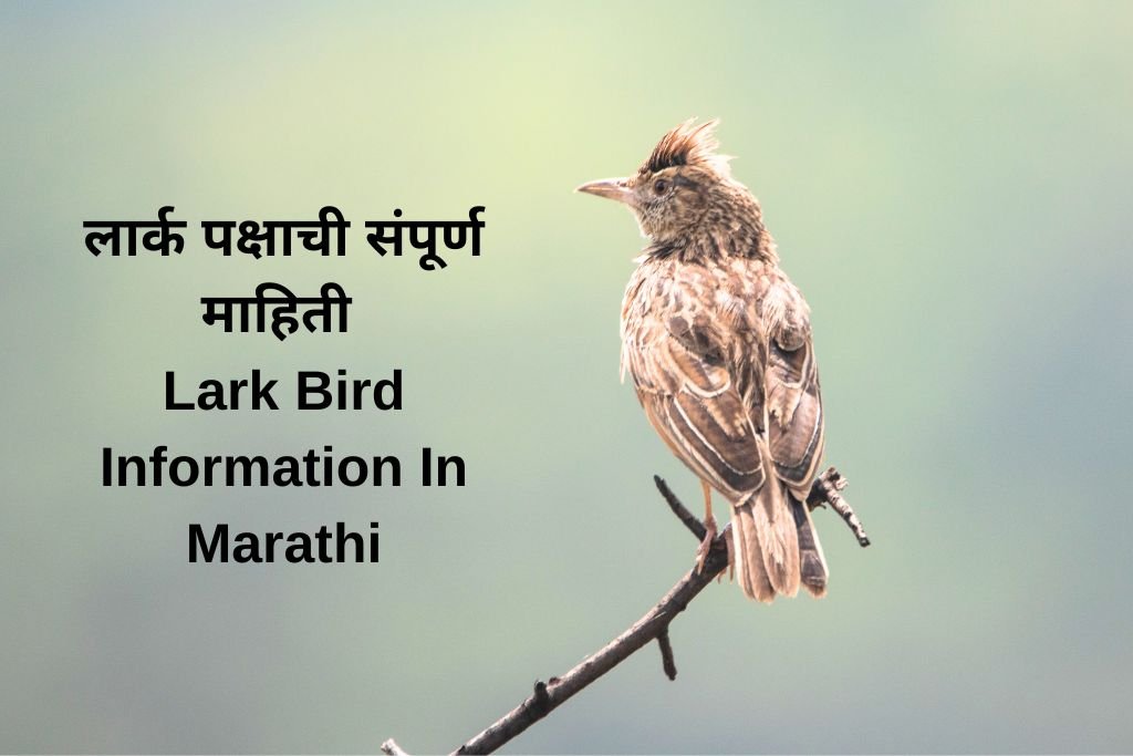 Lark Bird Information In Marathi